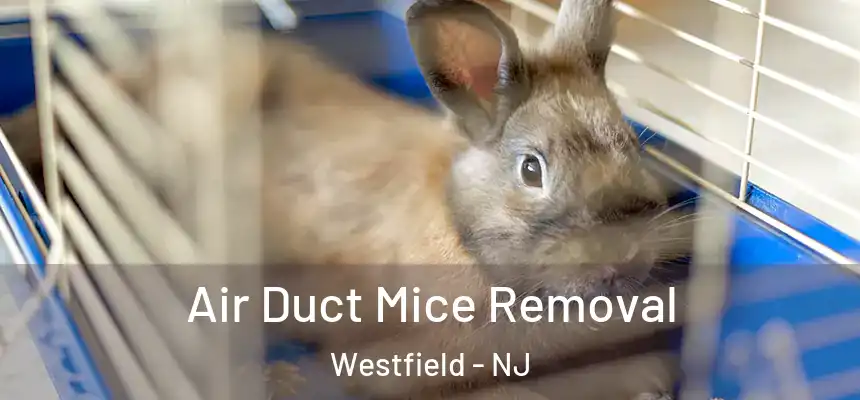  Air Duct Mice Removal Westfield - NJ